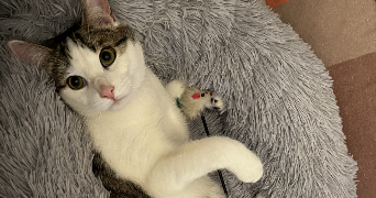 léa pet sitter à ANGERS 49100_2