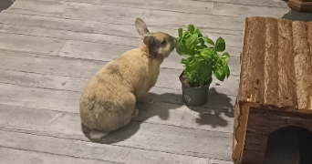 maëlys pet sitter à GRENOBLE 38100_4