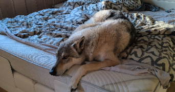 keyko pet sitter à LIÈGE 4000_3