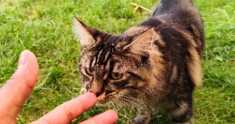 giovanni pet sitter à BONNEUIL EN VALOIS 60123
