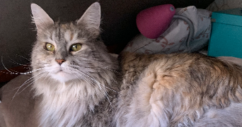 anais pet sitter à BETHISY ST PIERRE 60320_8