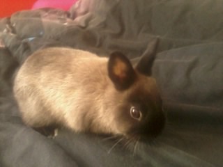 catherine pet sitter à Auray 56400_2