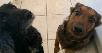 marie caroline pet sitter à FISMES 51170_3