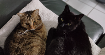 frédérique pet sitter à ENTRE DEUX GUIERS 38380_0
