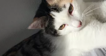 sophia pet sitter à NICE 06100