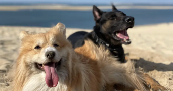 julie pet sitter à CARBON BLANC 33560_2