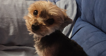 paolina pet sitter à ST ANDRE DE SANGONIS 34725_4