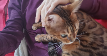 aline cat sitter à bois colombes 92270_5