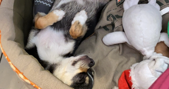 jade pet sitter à CHARPONT 28500_4