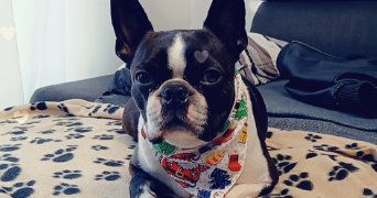 carol pet sitter à HAGUENAU 67500_4