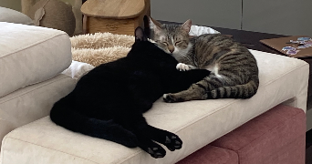 eugenie pet sitter à Tignieu-Jameyzieu 38230_1