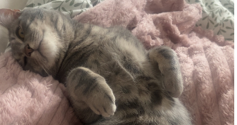 jessyca pet sitter à RENNES 35000_1