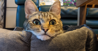 ninon pet sitter à ROUEN 76000_1