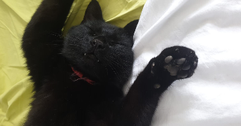 adèle pet sitter à Toulouse 31000_1