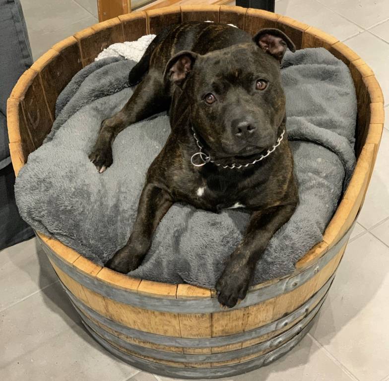 marie pet sitter à Puget-ville 83390_1