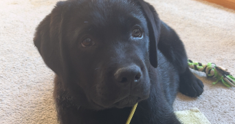 duygu pet sitter à REIMS 51100_3