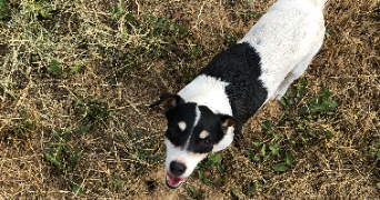 camille pet sitter à BISCHHEIM 67800_1