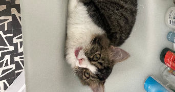 ambre pet sitter à BRISSAC LOIRE AUBANCE 49320_0