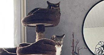 estelle pet sitter à PLAINE D ARGENSON 79360_2