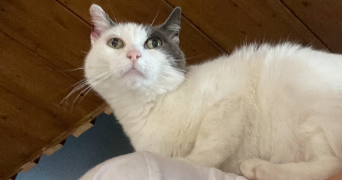 laure pet sitter à PAU 64000_3