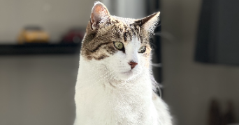 lucien pet sitter à TOURCOING 59200_1