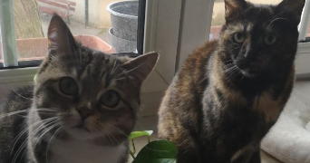 amandine cat sitter à NANCY 54000_2