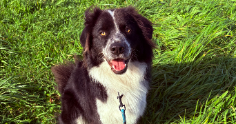 lisa pet sitter à LYON 08 69008_7