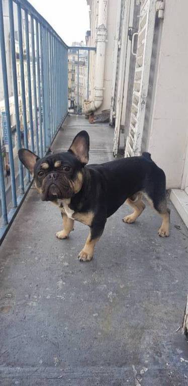 Philippe-Alexandre pet sitter à Paris 75009_0