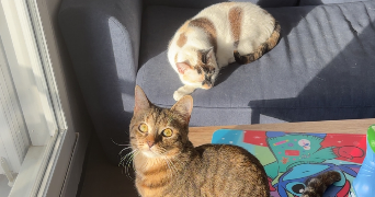 maelle pet sitter à MAROMME 76150_2