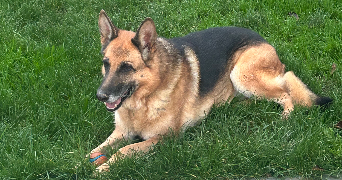 eléa pet sitter à ST GEORGES DU BOIS 72700_2