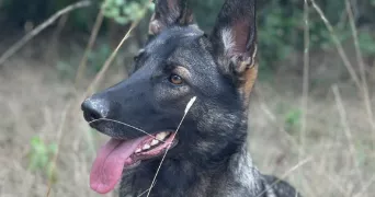 hernandes pet sitter à CARCASSONNE 11000