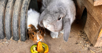 ambre pet sitter à BIZANET 11200_2