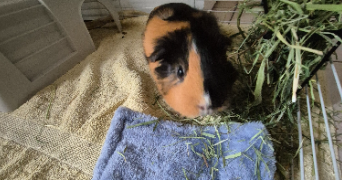 héloïse pet sitter à Pessac 33600_4