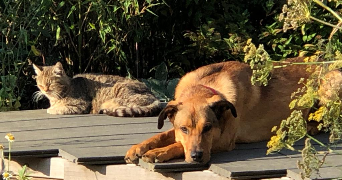 louise pet sitter à BREST 29200_1