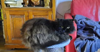 catherine pet sitter à PERIGUEUX 24000