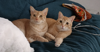 sacha  pet sitter à Courbevoie 92400_7