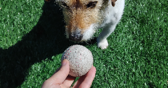 christine  pet sitter à POUZAY 37800_14
