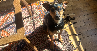 liza pet sitter à NOISY LE SEC 93130_5