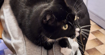 cassandra pet sitter à LYON 03 69003