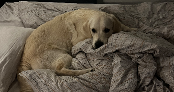 elina pet sitter à Toulouse  31500_9
