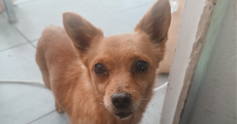 mélanie pet sitter à GEAUNE 40320_1