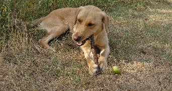 léa pet sitter à BOUSSY ST ANTOINE 91800_1