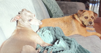 camille pet sitter à VERTOU 44120_3