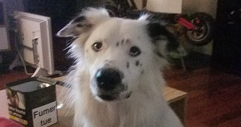 steven pet sitter à PLOUDALMEZEAU 29830_6