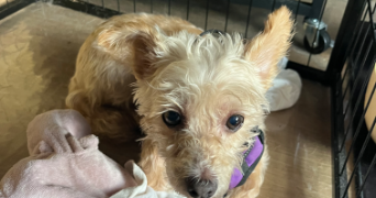 emilie pet sitter à ARPAJON 91290_1