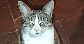 lechat pet sitter à GAILLAC 81600_3