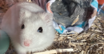 louisa pet sitter à BOULOGNE BILLANCOURT 92100_3