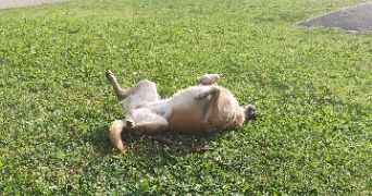 guylène pet sitter à AYSE 74130_20