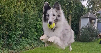 armelle pet sitter à DREUIL LES AMIENS 80470_2