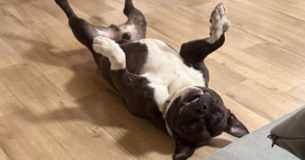 sabrina pet sitter à BROU SUR CHANTEREINE 77177_1